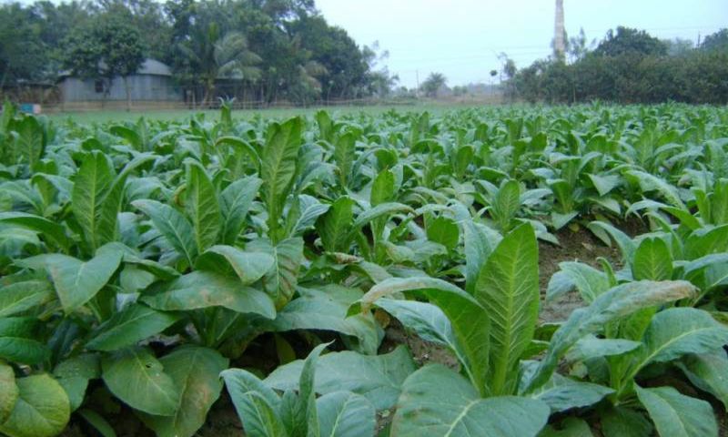 Climate Change, Pakistan, Tobacco Growers, Swabi, Tobacco Farming, Tobacco, Khyber Pakhtunkhwa