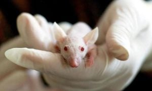 Covid Virus Changes Sperm in Mice, May Raise Anxiety in Offspring: Study