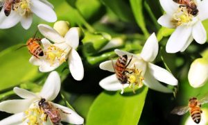 European Pollinators (Bees, Bumblebees, and Butterflies)