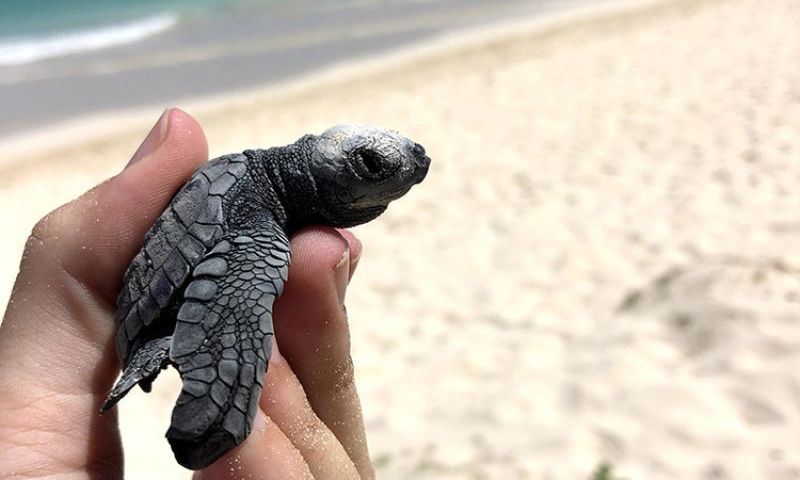 Captive-bred Olive Ridley sea Turtle Hatchlings are Released in Guatemalan Beach