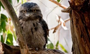 Tawny Frogmouth Wins 2025 Australian Bird of the Year