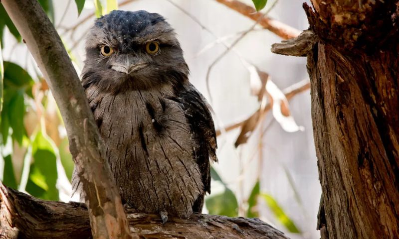 Tawny Frogmouth Wins 2025 Australian Bird of the Year
