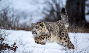 Snow Leopards, Pakistan, Mountain Habitats, Gilgit-Baltistan, Khyber Pakhtunkhwa, Livestock, Climate Change Ministry