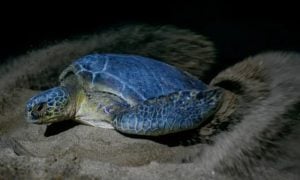 Pakistan, Sea Turtles, TEDs, US, GCC, Europe, Turtle Excluder Device,