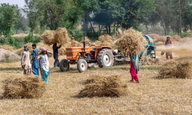 Farmers, Wheat Price, Pakistan, Punjab, flood relief, Kisan convention, Rabi, agriculture
