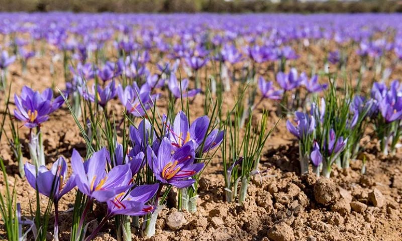 Booni, Agriculture, Khyber Pakhtunkhwa, Soil, Red Gold, Saffron, Northern Pakistan, Upper Chitral,