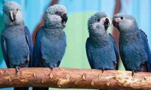 Lethal Virus Hits Last Rare Blue Macaws in Brazil Wild