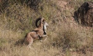 Punjabi Urial, Salt Range, Chakwal, Wildlife Department, population revival, conservation