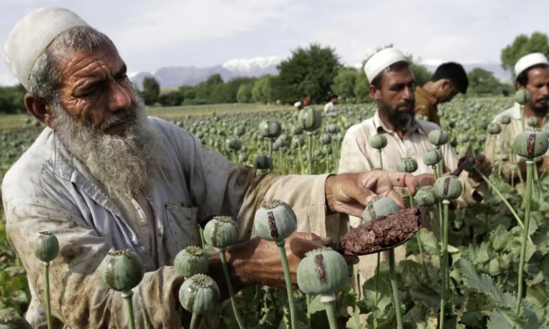 Afghanistan, Opium, Taliban, United Nations, UNODC, World Drug Report,