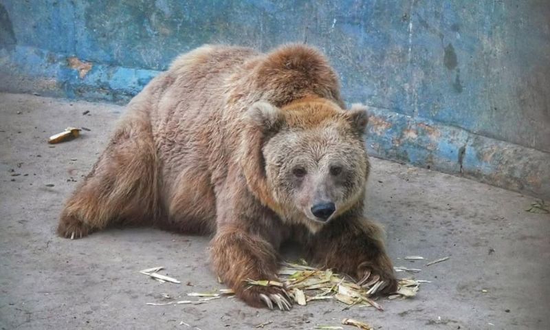 Pakistan, Zoo, Brown Bear, Rano, Karachi, Sindh Wildlife, Pakistan Air Force,