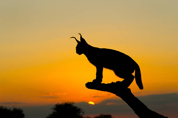 gettyimages 173158007 612x612 1