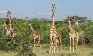 Kenya Conservation Areas Evolve to Keep Maasai and Wildlife Together
