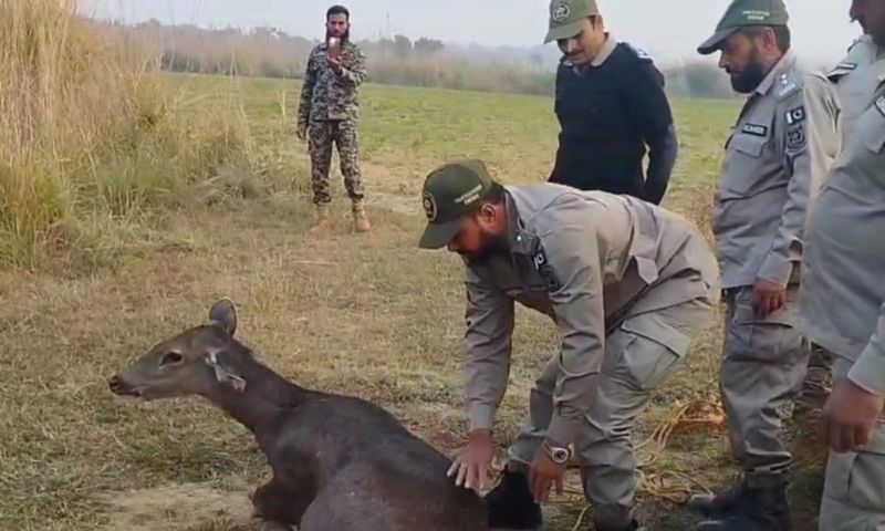 Sambar deer, Narowal, wildlife rescue, Punjab Rangers, cross-border, habitat loss.