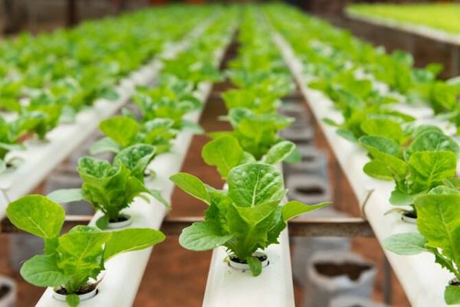 Hydroponics, Vertical Farming, Popularity, Saudi Arabia