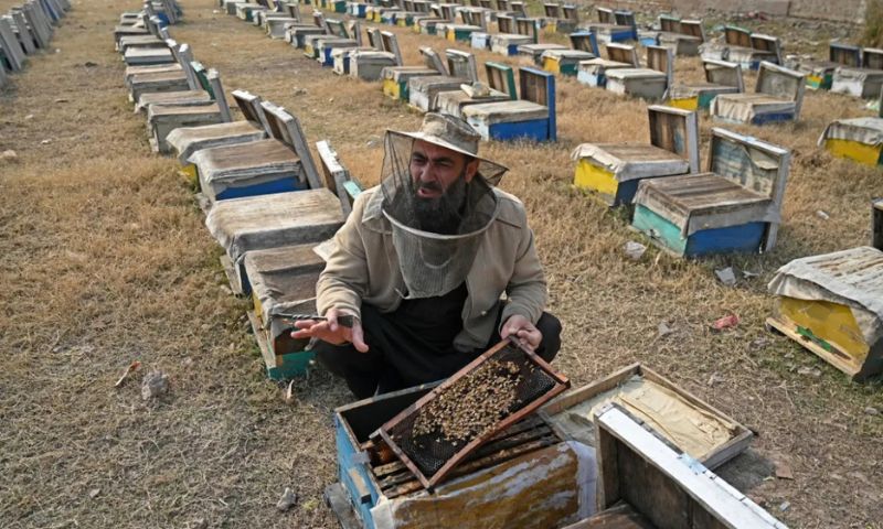 Honey Industry, Mardan, Khyber Pakhtunkhwa, Honeybee, Beekeepers, Pakistan, Afghan, Government, Business, Climate,