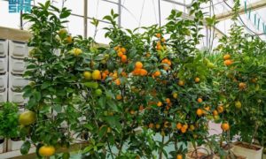 Hydroponics, Vertical Farming, Popularity, Saudi Arabia