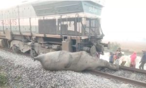 Seven, Elephants, Killed, Train, Accident, India