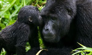 Mountain gorillas face new perils as numbers rebound