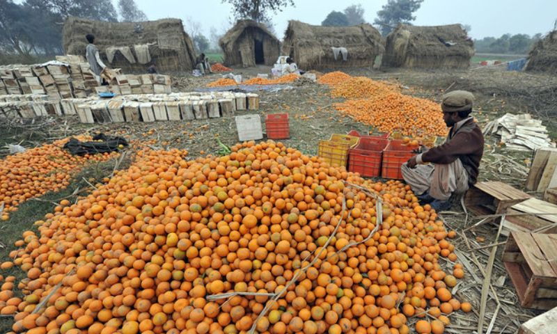 kinnow exports, Pakistan Fruit and Vegetable Exporters Association, citrus sector, climate-resilient varieties, Dir oranges, logistics challenges,