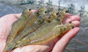 Pakistan, Shrimp Farming, Punjab, Saudi Arabia, UAE, Seafood Exports, Pakistan Bureau of Statistics