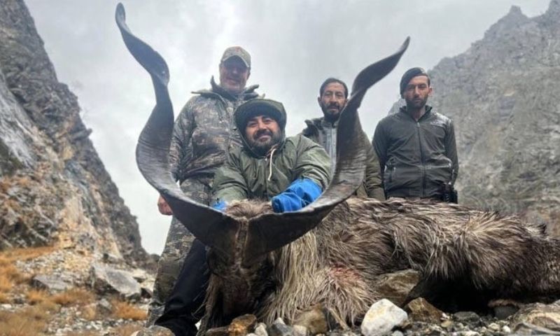 Markhor, Trophy Hunting, Conservation, Chitral, Community Development, Wildlife Department