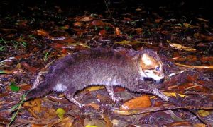 Wildlife, Conservation, Endangered Species, Thailand Wildlife, Rare Animals