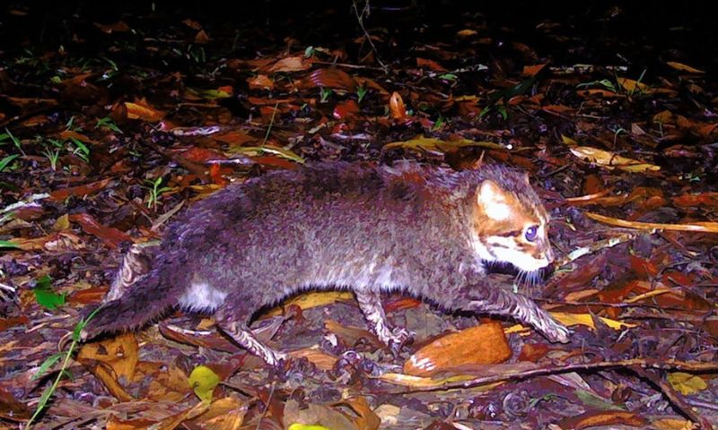 Wildlife, Conservation, Endangered Species, Thailand Wildlife, Rare Animals