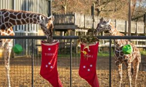 Animals Get into Christmas Spirit at UK's Whipsnade Zoo