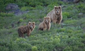Brown Bear, Himalaya, Gilgit-Baltistan, Pakistan, Skardu, Wildlife, Deosai, Deosai National Park,