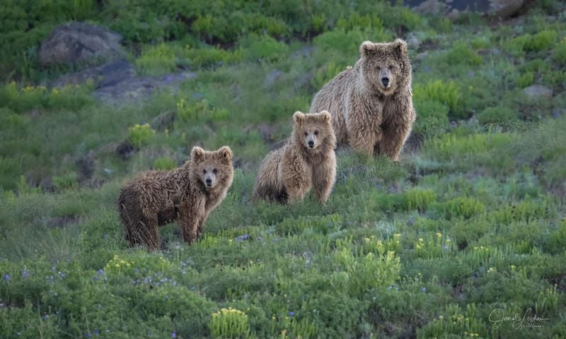 Brown Bear, Himalaya, Gilgit-Baltistan, Pakistan, Skardu, Wildlife, Deosai, Deosai National Park,