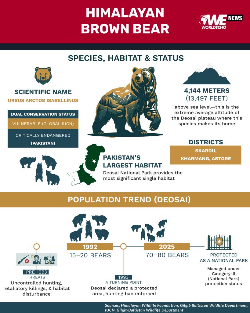 Himalayan brown bear 01 02 02 02 01