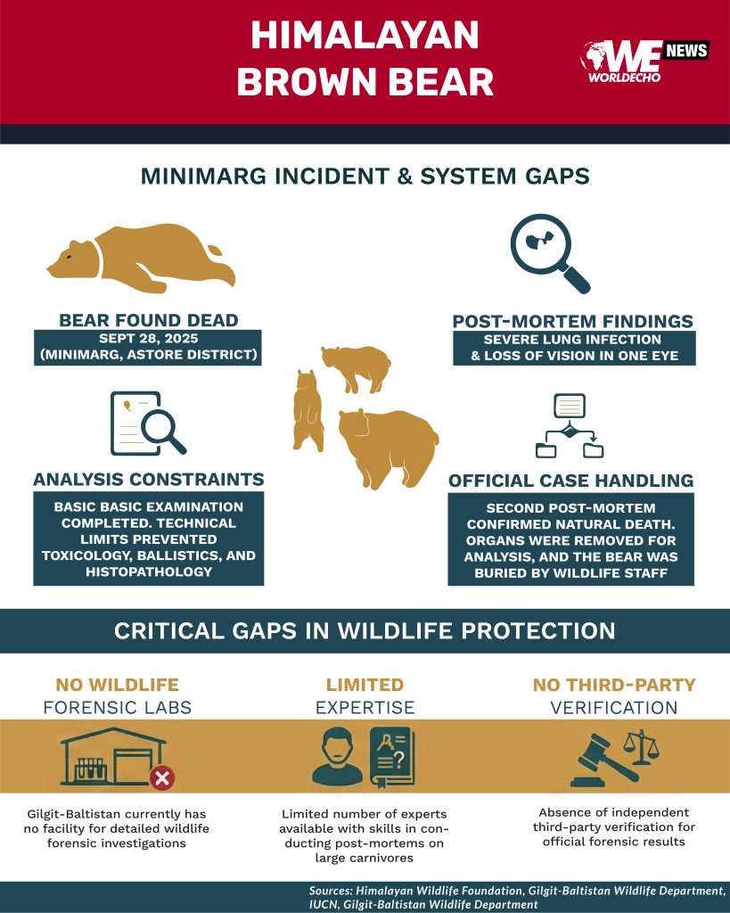Himalayan brown bear 01 02 02 02 02