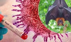 Nipah Virus, India, T20 World Cup, Outbreak, Health, West Bengal, Nipah Virus Outbreak in India Threatens ICC T20 World Cup
