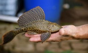 Amazon, Sailfin catfish, invasive species, Pakistan waterways, aquatic biodiversity, WWF Pakistan, non-native fish