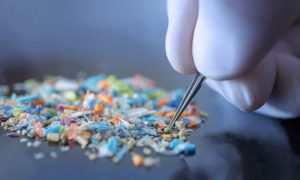 Microplastics, Human Bodies, Brains, Scientists, Blood, Organs, Health, How to Assess Microplastics in Our Bodies? Scientists Have a Plan