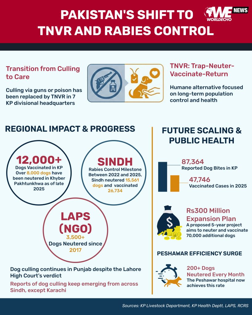 Khyber Pakhtunkhwa, Peshawar, Stray Dog, Surgeries, Vaccines, Wildlife, 