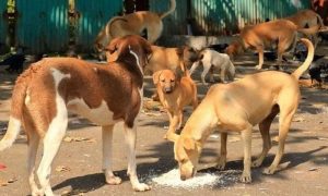 Khyber Pakhtunkhwa, Peshawar, Stray Dog, Surgeries, Vaccines, Wildlife,