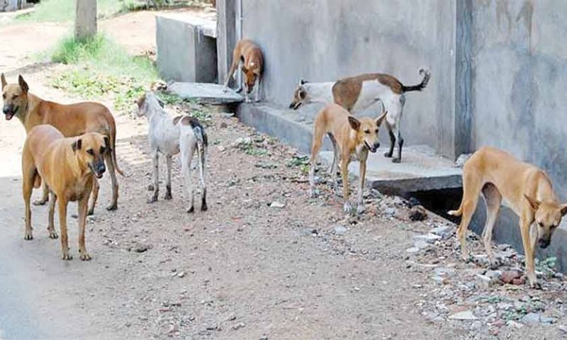 Khyber Pakhtunkhwa, Peshawar, Stray Dog, Surgeries, Vaccines, Wildlife, 