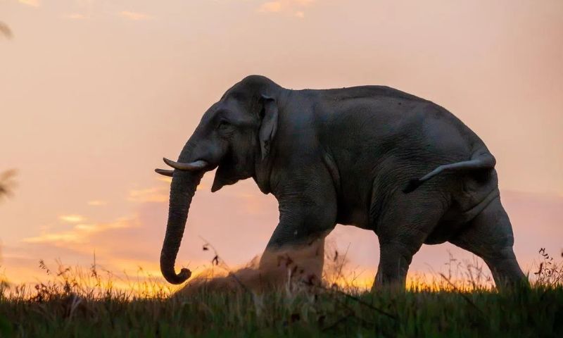 Elephant