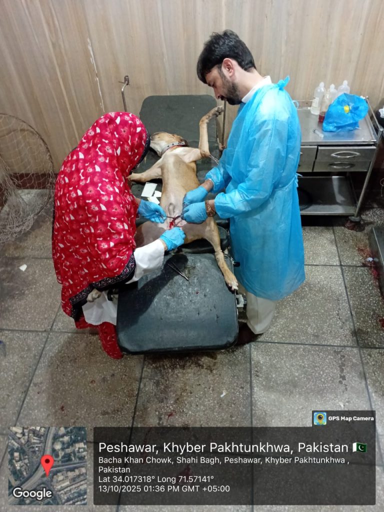 From Poison and Bullets to Vaccines and Surgery: Khyber Pakhtunkhwa Leads the Way in Stray Dog Management