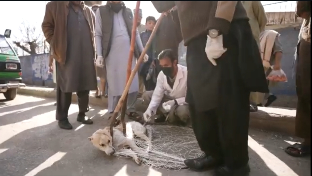 From Poison and Bullets to Vaccines and Surgery: Khyber Pakhtunkhwa Leads the Way in Stray Dog Management
