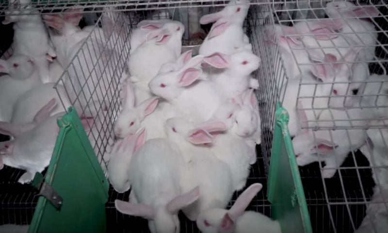 Paris's 2026 Agriculture Fair Set to Open Without Cows