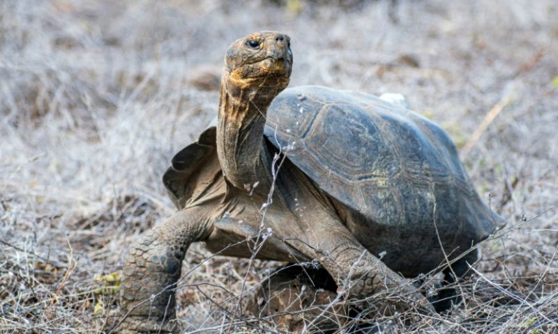 WATCH: 158 Giant Tortoises Reintroduced to a Galapagos Island