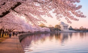 Japan, Overtourism, Cherry Blossom Festival, Mount Fuji, Sustainable Tourism, Resident Rights,