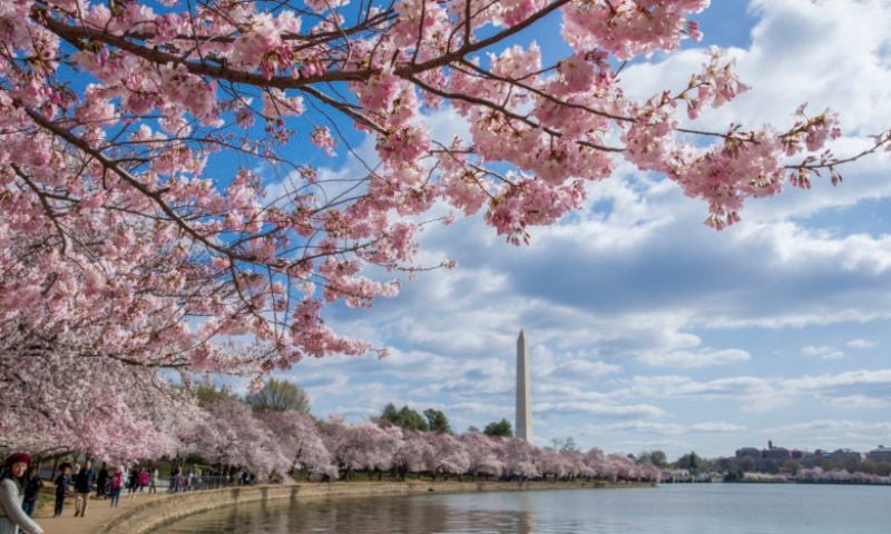 Japan, Overtourism, Cherry Blossom Festival, Mount Fuji, Sustainable Tourism, Resident Rights,