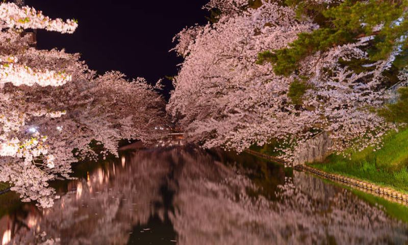 Japan, Overtourism, Cherry Blossom Festival, Mount Fuji, Sustainable Tourism, Resident Rights,