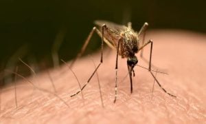Chikungunya, Virus, France, Italy, UK, Europe, Study