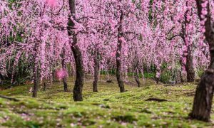 Japanese Residents Enjoy the Plum Blossoms as Spring Approaches