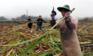 WATCH: Sugarcane Harvesting in China's Guangxi Province