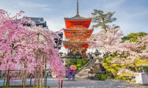 'It's pure joy': Tourists flock to Kyoto to admire cherry blossoms